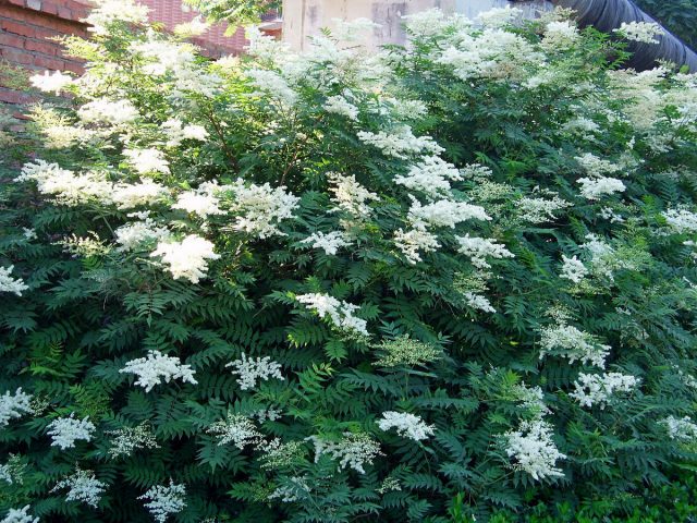 Рябинник рябинолистный (Sorbaria sorbifolia)