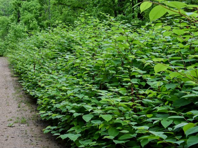 Рейнутрия японская, или Горец сахалинский (Reynoutria japonica)