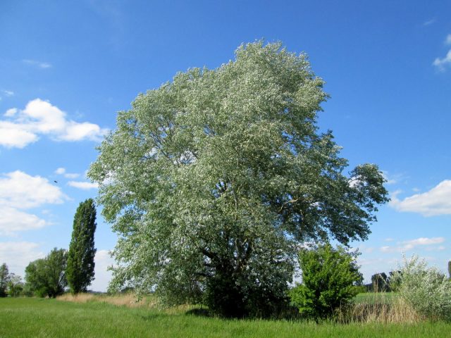 Тополь белый (Populus alba)
