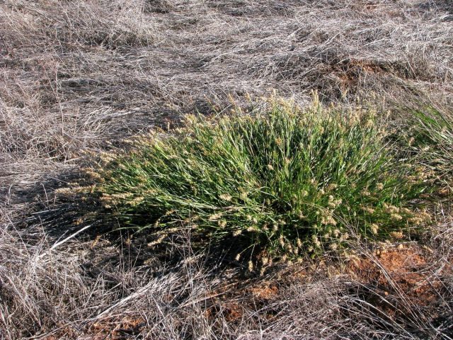Ценхрус малоцветковый (Cenchrus pauciflorus Benth)