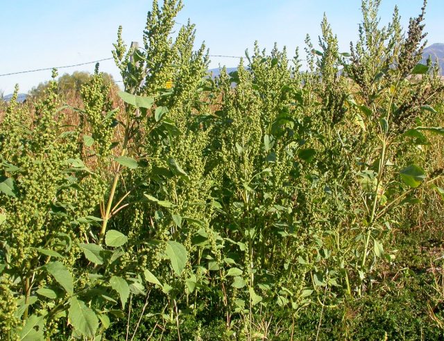 Циклахена дурнишниколистная (Cyclachaena xanthiifolia)