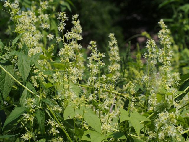 Эхиноцистис шиповатый, или Колючеплодник лопастной (Echinocystis lobata)