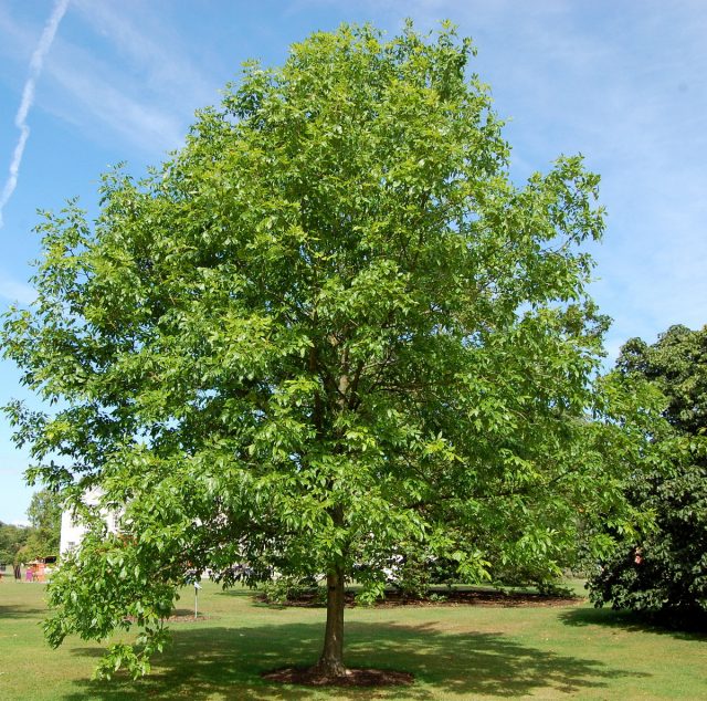 Ясень пенсильванский (Fraxinus pennsylvanica)
