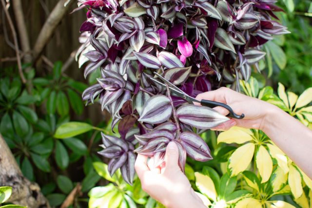 Tradescantia шламдарын суда тамырлау