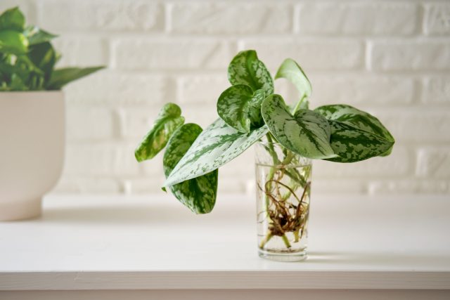 Scindapsus және Epipremnum жүзімдерінің қалемшелері