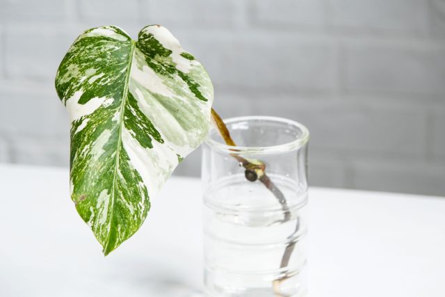 Әуе тамырымен Monstera шламын тамырлау