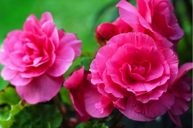 Бегония сорта Camelia