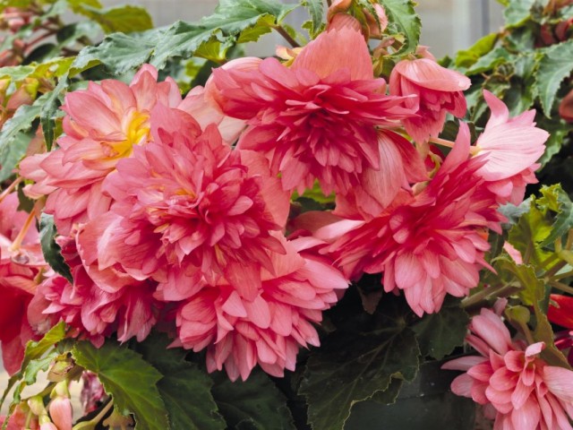 Бегония сорта Funky Pink