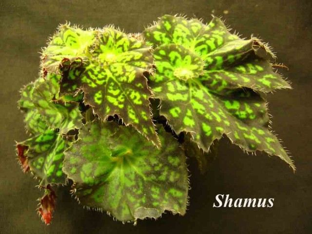 Бегония сорта Shamus
