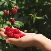 Малина — почти обязательный кустарник для дачи: летом ягоды уходят прямо с куста, а часть урожая удобно заморозить или пустить на варенье. Главное — сразу контролировать поросль. Малина — почти обязательный кустарник для дачи: летом ягоды уходят прямо с куста, а часть урожая удобно заморозить или пустить на варенье. Главное — сразу контролировать поросль.