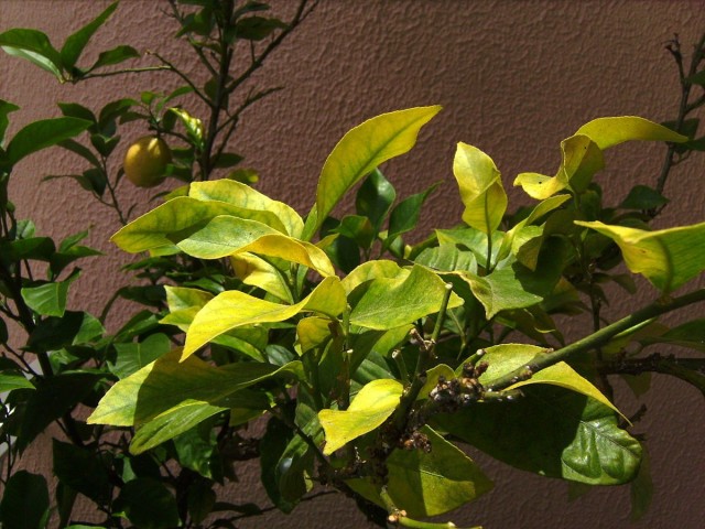 Limon tarkibida temir tanqisligi belgilari