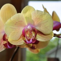 Орхидея фаленопсис (Phalaenopsis) Фаленопсис в прозрачном горшке