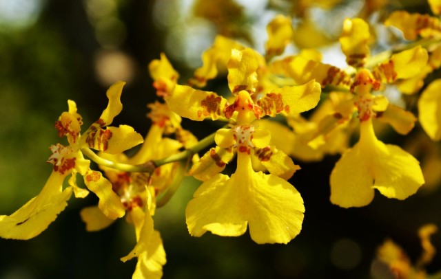 Орхидея онцидий (Oncidium) Орхидея онцидий в интерьере