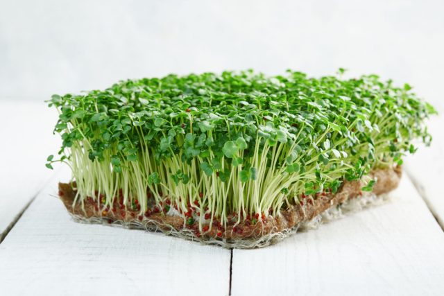 Разнообразие крестоцветных культур
