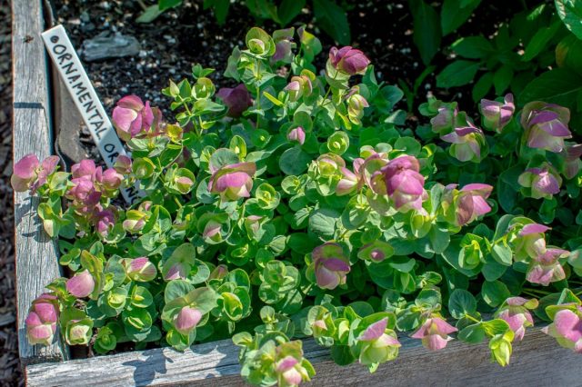 Орегано декоративное «Киригами» (Origanum 'Kirigami') Декоративное орегано Киригами с необычными соцветиями