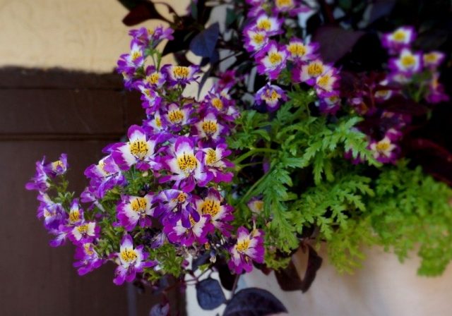 Схизантус, или Шизантус «Лилак биколор» (Schizanthus 'Lilac Bicolor') Цветы шизантуса с узорами, напоминающими орхидеи