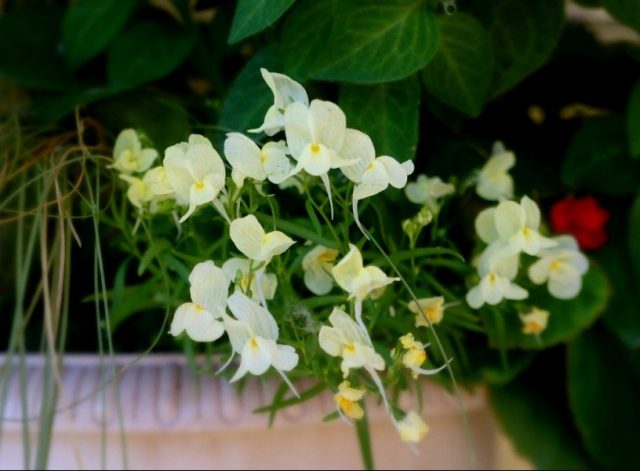 Линария марокканская «Фантасиста» (Linaria maroccana 'Fantasista') Миниатюрные цветы линарии марокканской