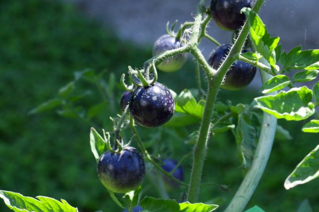 Результаты тестирования 5 новых сортов томатов: урожайность и вкусовые качества