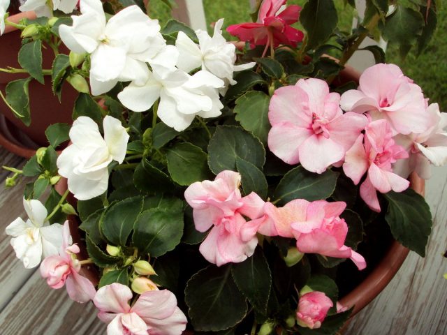 Бальзамин, или Ванька мокрый (Impatiens) Цветущий бальзамин в горшке на светлом фоне