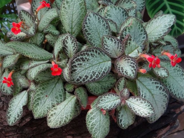 Эписция (Episcia) Эписция в интерьере на светлом месте