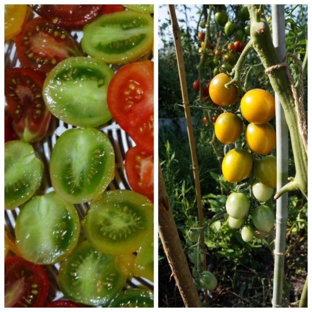 Помидор черри «Зеленый виноград» (Green Grape)