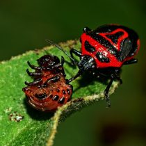 щитники вида Perillus bioculatus питаются колорадскими и другими жуками, а также их личинками. Щитники вида Perillus bioculatus питаются колорадскими и другими жуками, а также их личинками.
