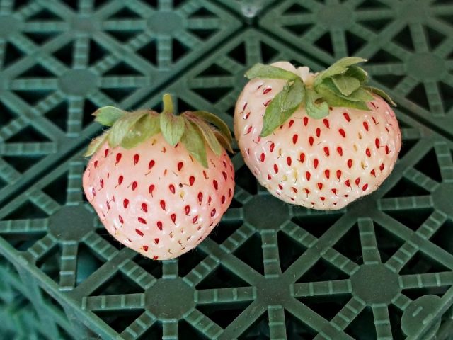 Белая земляника «Пайнберри» (Fragaria x ananassa ‘Pineberry’)