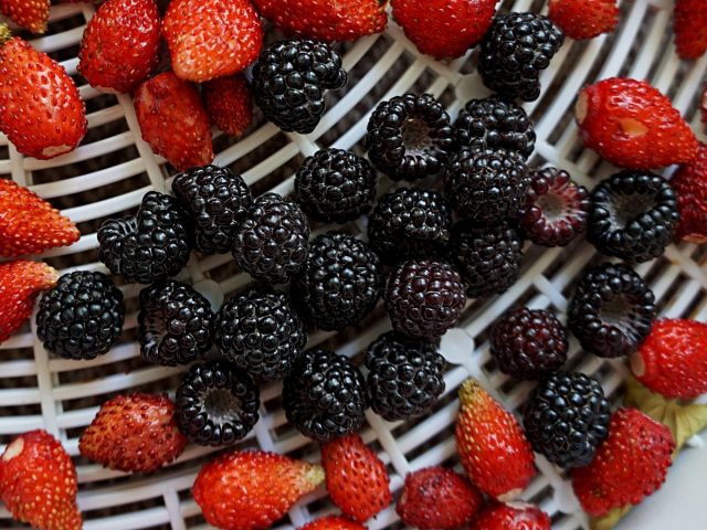 Размеры черной малины (Rubus idaeus) сопоставимы с мелкими ягодками альпийской земляники
