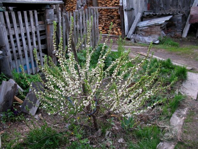Вишня Бессея (Cerasus besseyi)