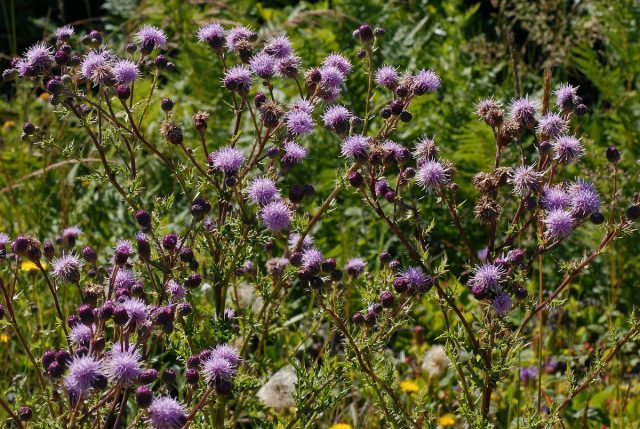 Осот розовый, или Бодяк полевой (Cirsium arvense)