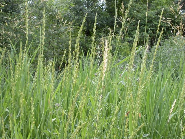 Пырей ползучий (Elymus repens)