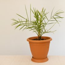 Құрма пальмасының көшеттерін жеке құмыраға трансплантациялау