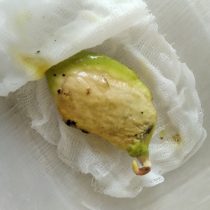 Өніп келе жатқан манго тұқымдары