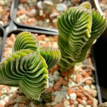 Жарықта Crassula жапырағының түсі
