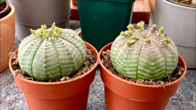 Шар тәрізді Euphorbia oseum