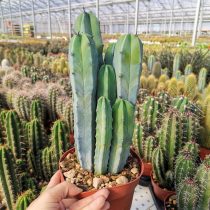 Myrtillocactus geometricus