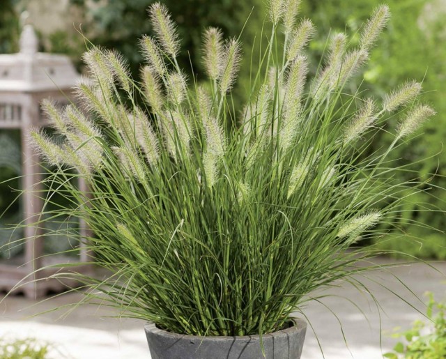 Pennisetum foxtailum