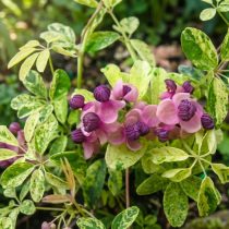 Пестролистная форма Variegata