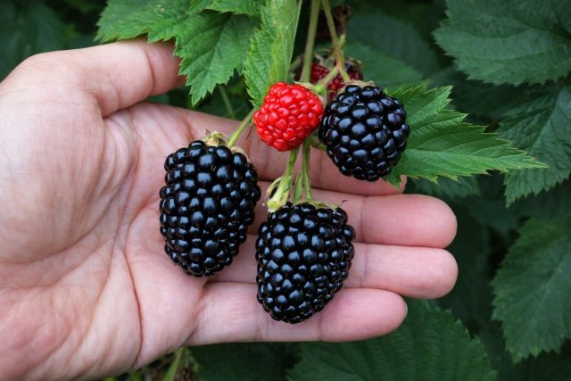 Урожайная ежевика Трипл Краун известна сочетанием крупной ягоды, сладкого вкуса и высокой продуктивности. Плодоношение длится почти полтора месяца, а взрослый куст способен давать очень обильные сборы. Урожайная ежевика Трипл Краун известна сочетанием крупной ягоды, сладкого вкуса и высокой продуктивности. Плодоношение длится почти полтора месяца, а взрослый куст способен давать очень обильные сборы.