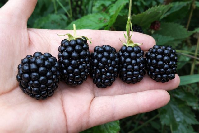 Десертная ежевика Апач известна крупными ягодами и насыщенным сладким вкусом. Кусты компактные и аккуратные, а урожай появляется уже в начале июля, что делает сорт популярным у садоводов. Десертная ежевика Апач известна крупными ягодами и насыщенным сладким вкусом. Кусты компактные и аккуратные, а урожай появляется уже в начале июля, что делает сорт популярным у садоводов.