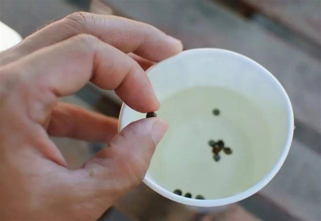 Добавьте ¼ стакана 3% перекиси водорода на два стакана воды и замочите в таком растворе семена на 30 минут. По истечение этого времени переложите семена в простую воду, чтобы продолжить замачивание на ночь.