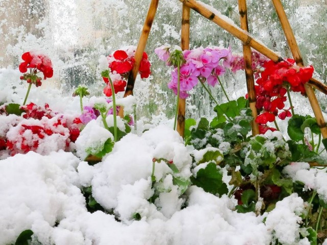 Пеларгония при первых заморозках