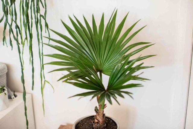 Livistona sinensis, fan barglari bilan