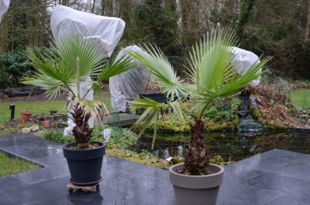 Washingtonia filiformis