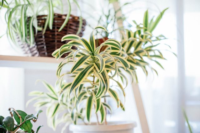 Хлорофитум (Chlorophytum) иначе называют цветком-пауком. Безопасное растение можно даже пожевать — оно безвредно даже для самых маленьких. Хлорофитум в подвесном кашпо