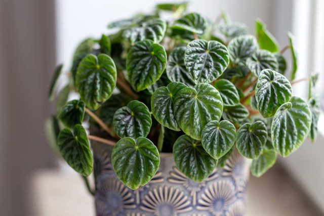 Декоративное растение пеперомия (Peperomia) — прекрасный сосед для ребёнка. Пеперомия с декоративными листьями