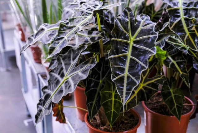 Алоказия амазонская «Полли» (Alocasia amazonica 'Polly') Алоказия Полли с характерными белыми прожилками