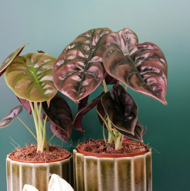Алоказия медно-красная «Ред Сикрет» (Alocasia cuprea 'Red Secret') Листья алоказии Ред Сикрет с металлическим отливом