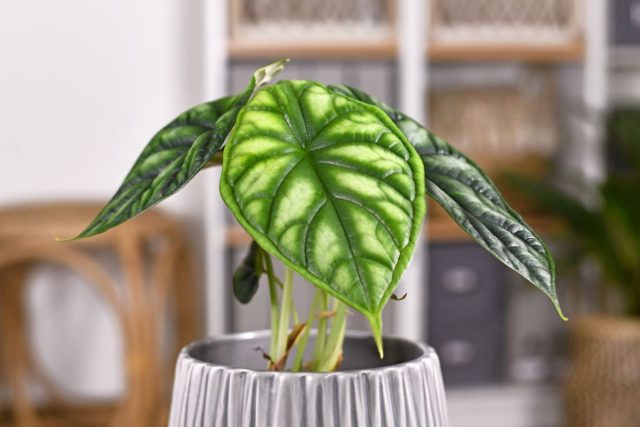 Алоказия багинда «Драгон Скейл» (Alocasia baginda 'Dragon Scale') Рельефные листья алоказии Драгон Скейл