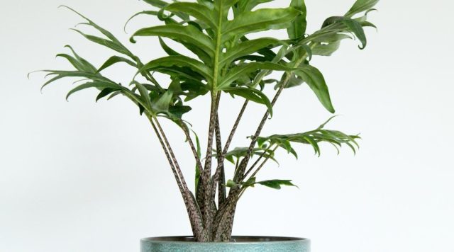 Алоказия бранцифолия «Пинк Пассион» (Alocasia brancifolia 'Pink Passion') Алоказия Пинк Пассион с резными листьями